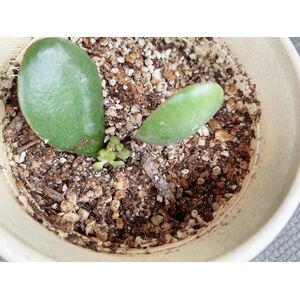 金のなる木